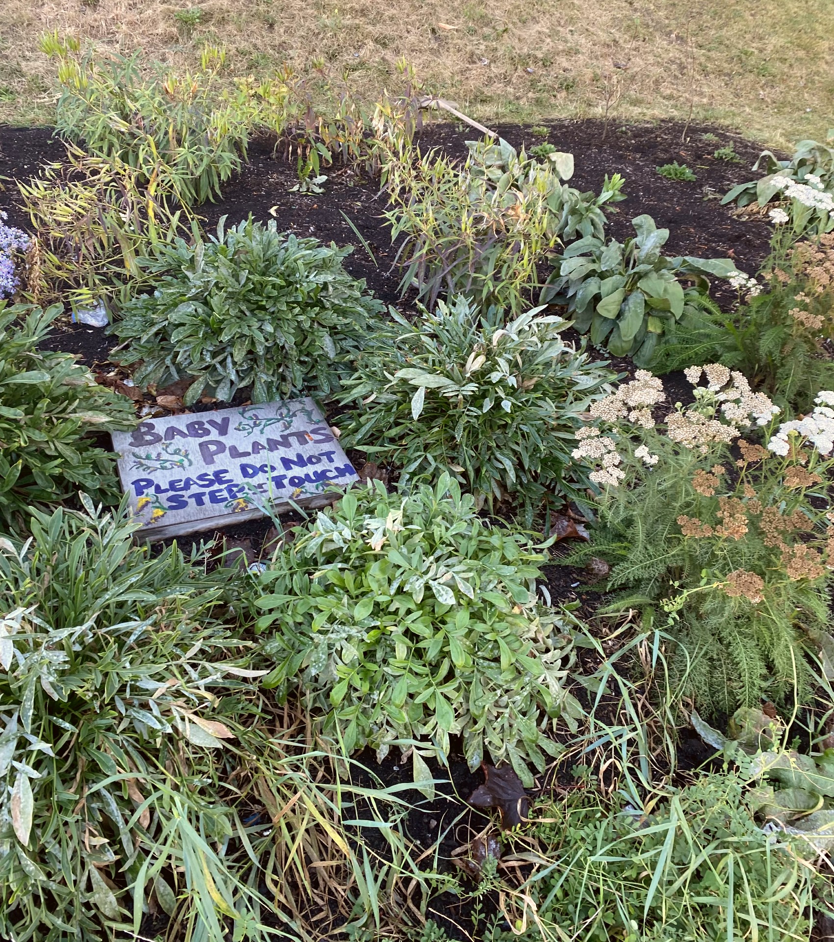 Pollinator Garden #1