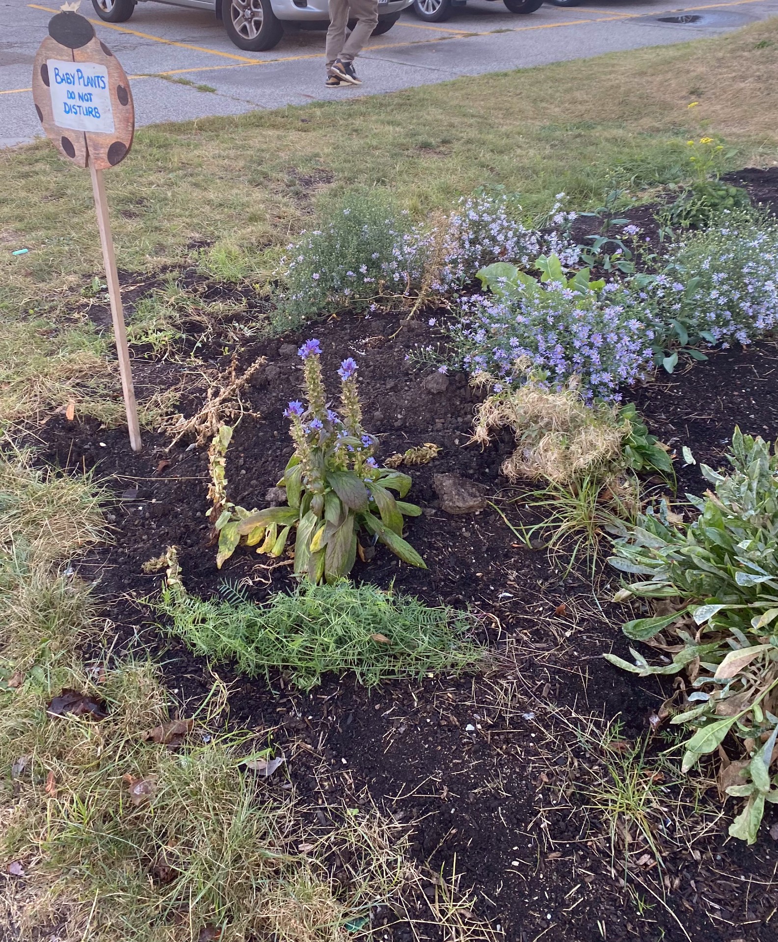 Pollinator Garden #2